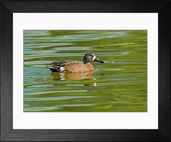Framed Print : Blue-winged teal (Spatula discors) male duck Winnipeg, Manitoba, Canada Framed Print : Blue-winged teal (Spatula discors) male duck Winnipeg, Manitoba, Canada