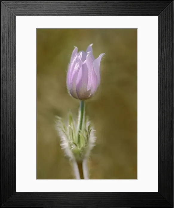Framed Print : Paririe crocus in spring. (Anemone patens). LIttle Mountain Park Winnipeg, Manitoba, Canada Framed Print : Paririe crocus in spring. (Anemone patens). LIttle Mountain Park Winnipeg, Manitoba, Canada