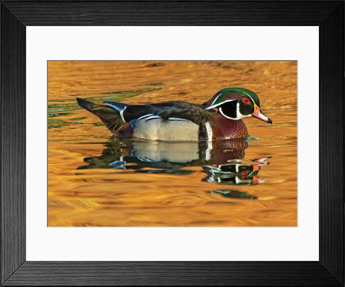 Framed Print : Wood duck (Aix sponsa) male Winnipeg, Manitoba, Canada Framed Print : Wood duck (Aix sponsa) male Winnipeg, Manitoba, Canada