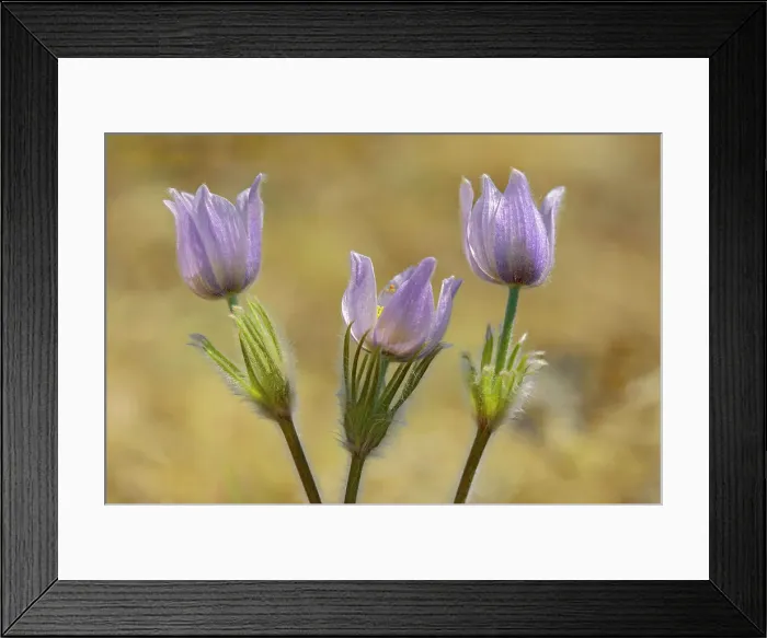 Framed Print : Paririe crocus in spring. (Anemone patens). LIttle Mountain Park Winnipeg, Manitoba, Canada Framed Print : Paririe crocus in spring. (Anemone patens). LIttle Mountain Park Winnipeg, Manitoba, Canada