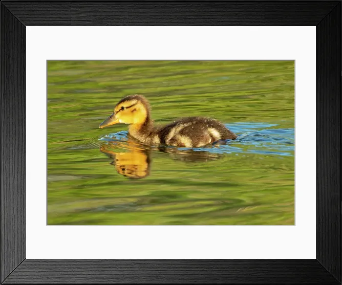 Framed Print : Mallard duck (Anas platyrhynchos) gosling Winnipeg, Manitoba, Canada