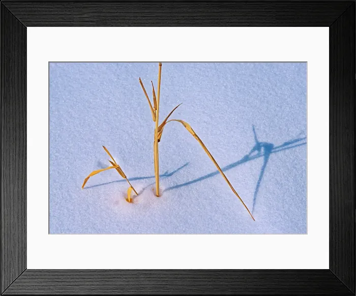 Framed Print : Grasses in snow Birds Hill Provincial Park, Manitoba, Canada Framed Print : Grasses in snow Birds Hill Provincial Park, Manitoba, Canada