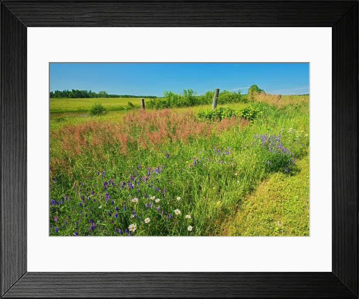 Framed Print : Daisies, vetch and grasses along La rivière Fraser Latulipe-et-Gaboury Quebec Canada Framed Print : Daisies, vetch and grasses along La rivière Fraser Latulipe-et-Gaboury Quebec Canada