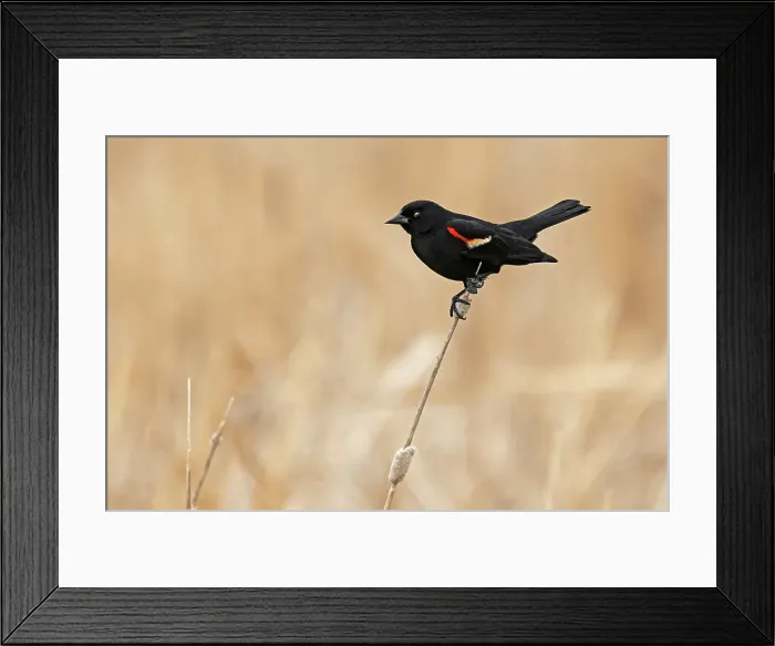 Framed Print : Male red-winged blackbird (Agelaius phoeniceus) displaying in spring Beaconia Beach, Manitoba, Canada