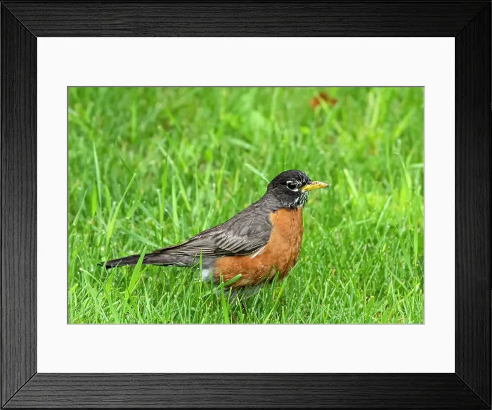 Framed Print : American robin (Turdus migratorius) on grass Winnipeg, Manitoba, Canada Framed Print : American robin (Turdus migratorius) on grass Winnipeg, Manitoba, Canada
