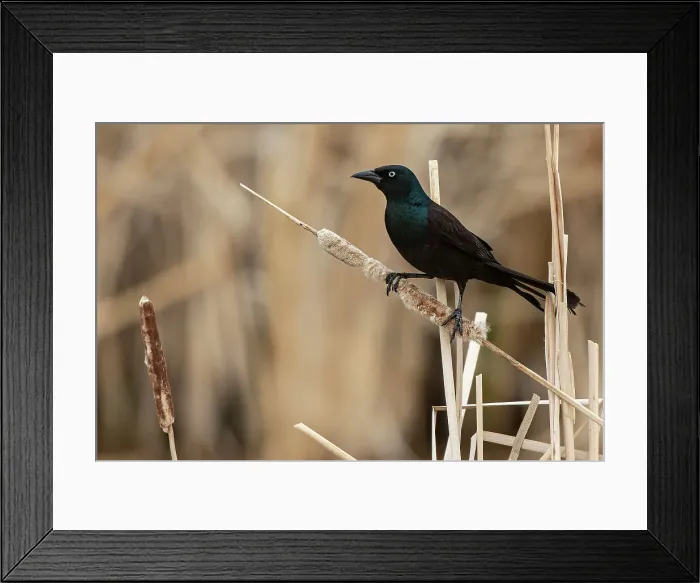 Framed Print : Common grackle (Quiscalus quiscula) Willow Island, Manitoba, Canada Framed Print : Common grackle (Quiscalus quiscula) Willow Island, Manitoba, Canada