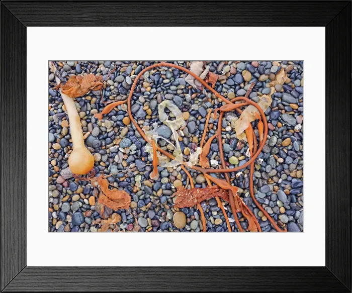 Framed Print : Rocks, sand and seaweed on Agate Beach. Naikoon Provincial Park. Graham Island. Haida Gwaii (formerly the Queen Charlotte Islands), British Columbia, Canada Framed Print : Rocks, sand and seaweed on Agate Beach. Naikoon Provincial Park. Graham Island. Haida Gwaii (formerly the Queen Charlotte Islands), British Columbia, Canada