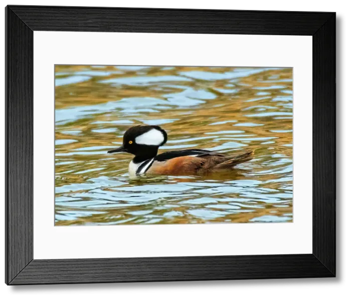Framed Print : Hooded Merganser (Lophodytes cucullatus) swimming in pond. Winnipeg, Manitoba, Canada Framed Print : Hooded Merganser (Lophodytes cucullatus) swimming in pond. Winnipeg, Manitoba, Canada