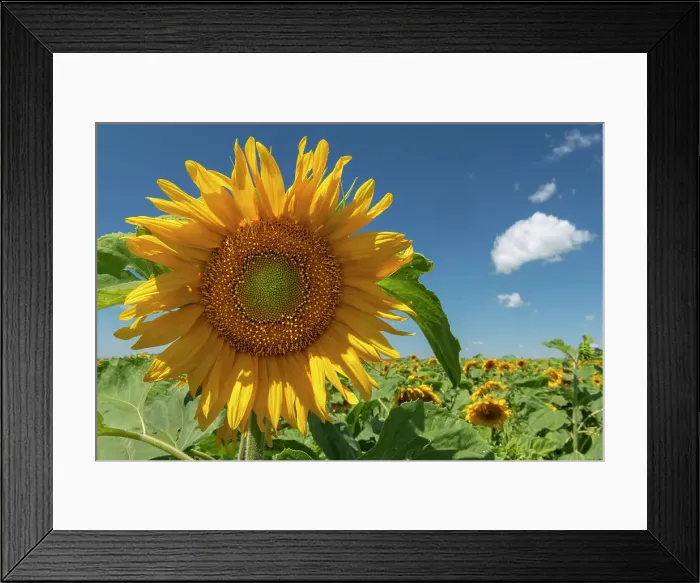 Framed Print : Sunflowers Near Altona, Manitoba, Canada Framed Print : Sunflowers Near Altona, Manitoba, Canada