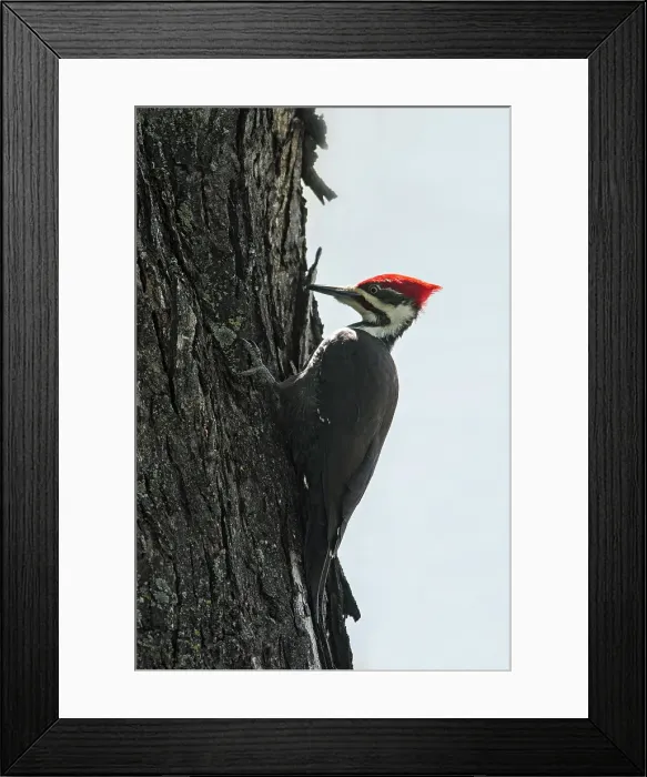 Framed Print : Pileated woodpecker (Dryocopus pileatus) in maple tree, Winnipeg, Manitoba, Canada
