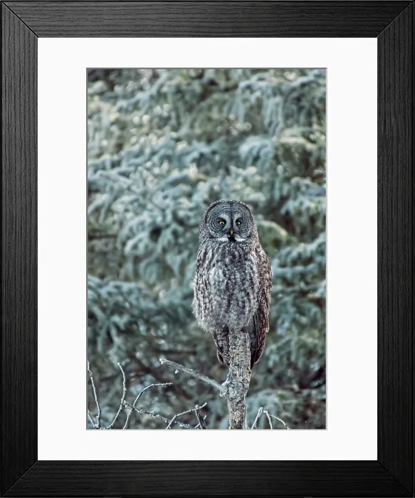 Framed Print : Great gray owl (Strix nebulosa). Belair Provincial Forest, Manitoba, Canada Framed Print : Great gray owl (Strix nebulosa). Belair Provincial Forest, Manitoba, Canada