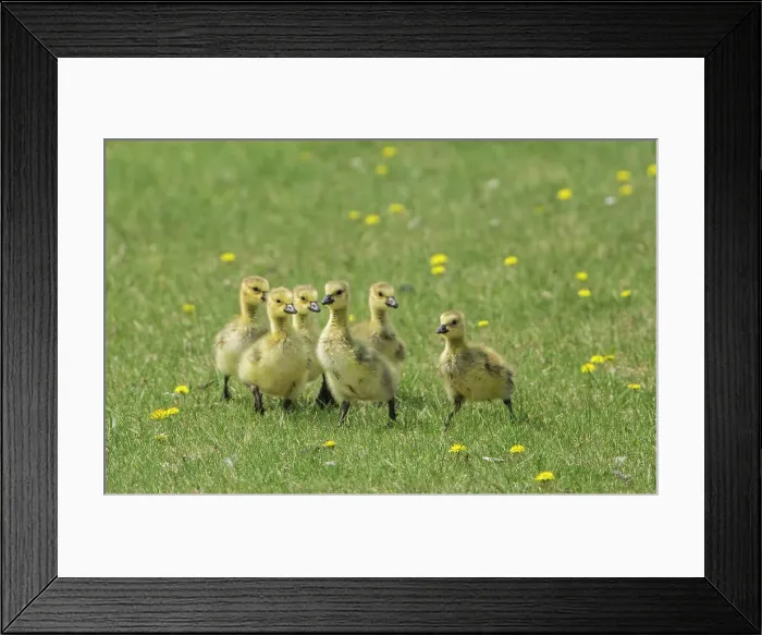 Framed Print : Canada geese (Branta canadensis) chicks in urban park, Winnipeg, Manitoba, Canada Winnipeg, Manitoba, Canada Framed Print : Canada geese (Branta canadensis) chicks in urban park, Winnipeg, Manitoba, Canada Winnipeg, Manitoba, Canada