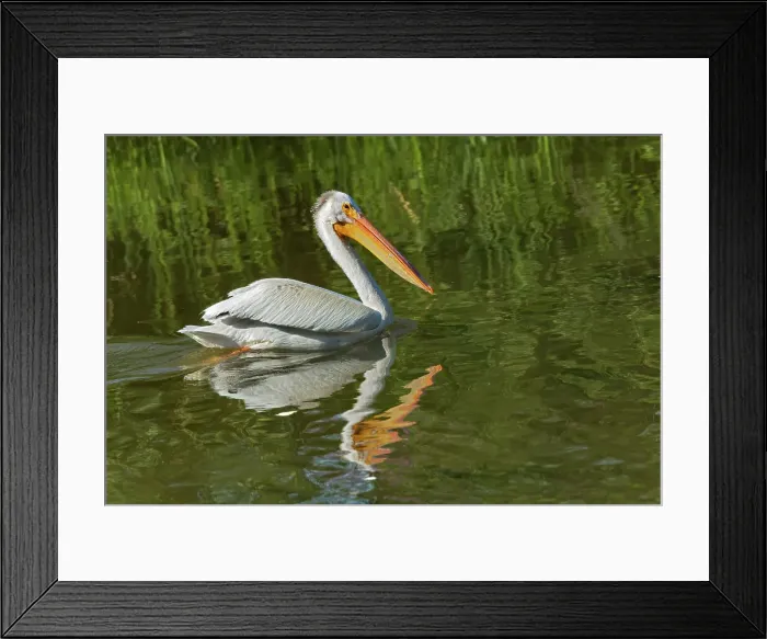 Framed Print : American white pelican (Pelecanus erythrorhynchos) in Lake Winnipeg. Willow Island, Manitoba, Canada