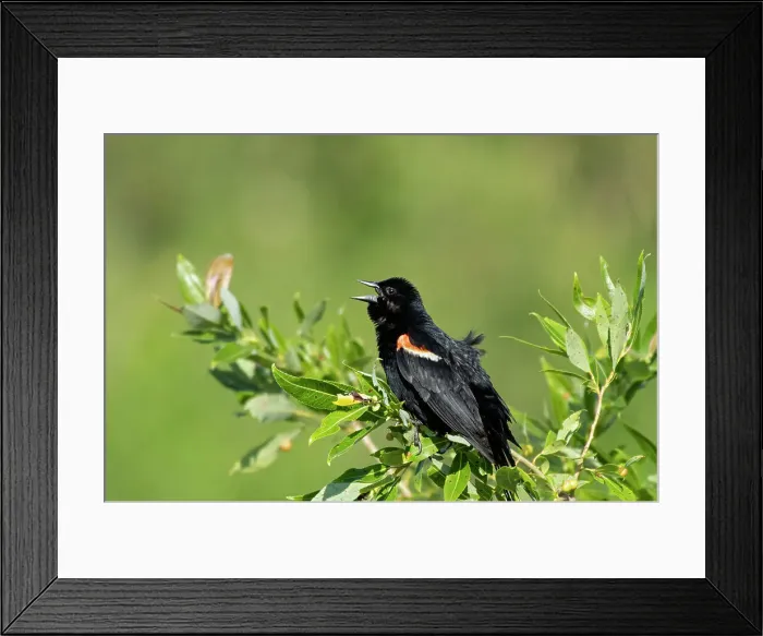 Framed Print : Male red-winged blackbird (Agelaius phoeniceus) displaying in spring Willow Island, Manitoba, Canada
