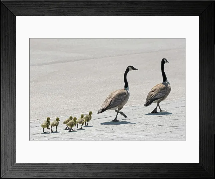 Framed Print : Goose family walking down a paved street Winnipeg, Manitoba, Canada Framed Print : Goose family walking down a paved street Winnipeg, Manitoba, Canada
