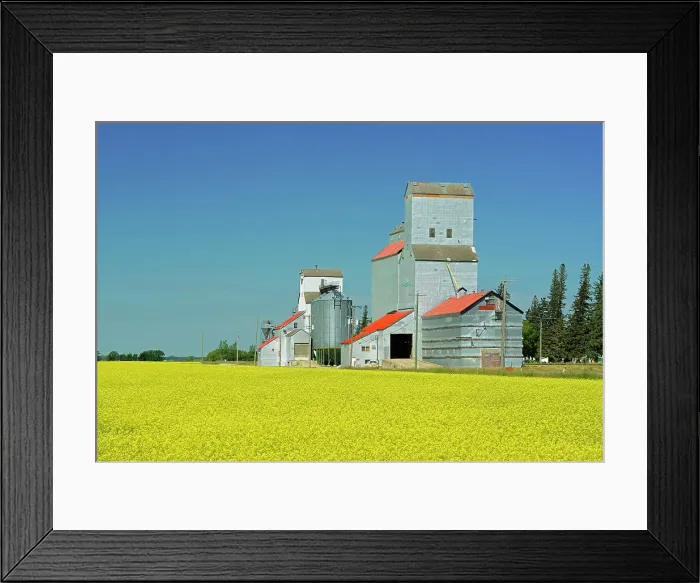 Framed Print : Grain elevators and canola Cypress River, Manitoba, Canada Framed Print : Grain elevators and canola Cypress River, Manitoba, Canada