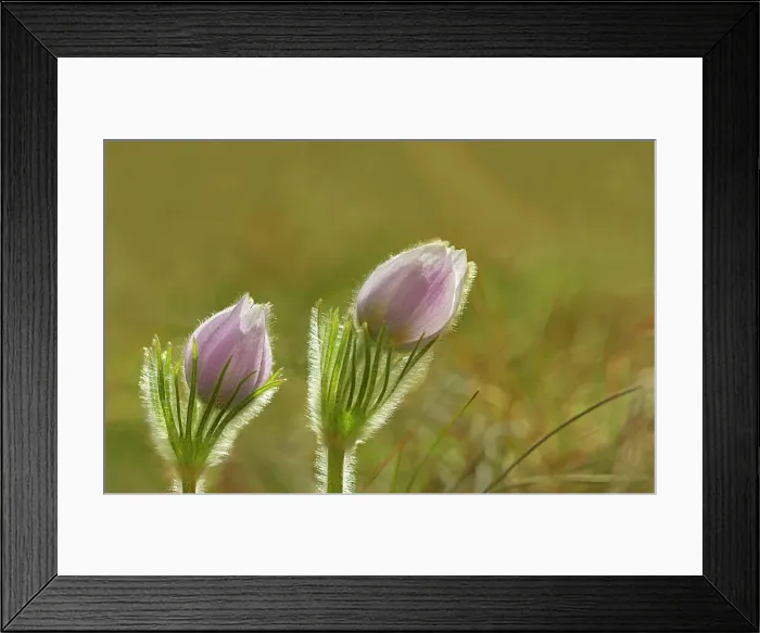 Framed Print : Prairie crocus (Anemone patens) on the Canadian Prairie. Little Mountain Park. Winnipeg, Manitoba, Canada Framed Print : Prairie crocus (Anemone patens) on the Canadian Prairie. Little Mountain Park. Winnipeg, Manitoba, Canada