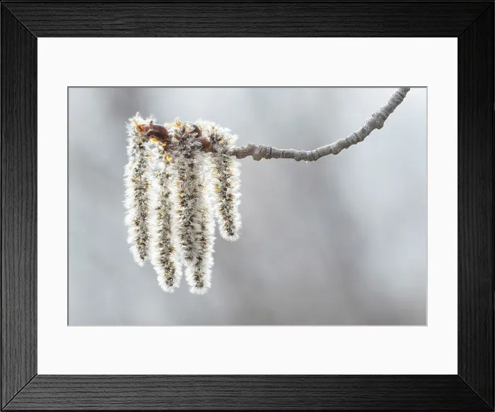 Framed Print : Catkins of Populus tremuloides (white polplar) Winnipeg, Manitoba, Canada Framed Print : Catkins of Populus tremuloides (white polplar) Winnipeg, Manitoba, Canada