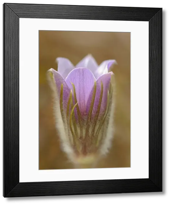 Framed Print : Blossom of the prairie crocus (Anemone patens) Mars Hill Wildlife Management Area, Manitoba, Canada Framed Print : Blossom of the prairie crocus (Anemone patens) Mars Hill Wildlife Management Area, Manitoba, Canada