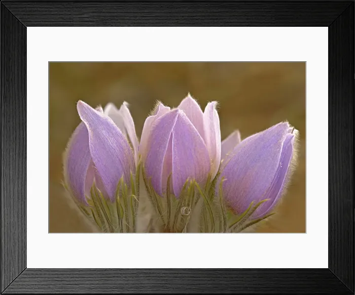 Framed Print : Blossom of the prairie crocus (Anemone patens) Mars Hill Wildlife Management Area, Manitoba, Canada Framed Print : Blossom of the prairie crocus (Anemone patens) Mars Hill Wildlife Management Area, Manitoba, Canada