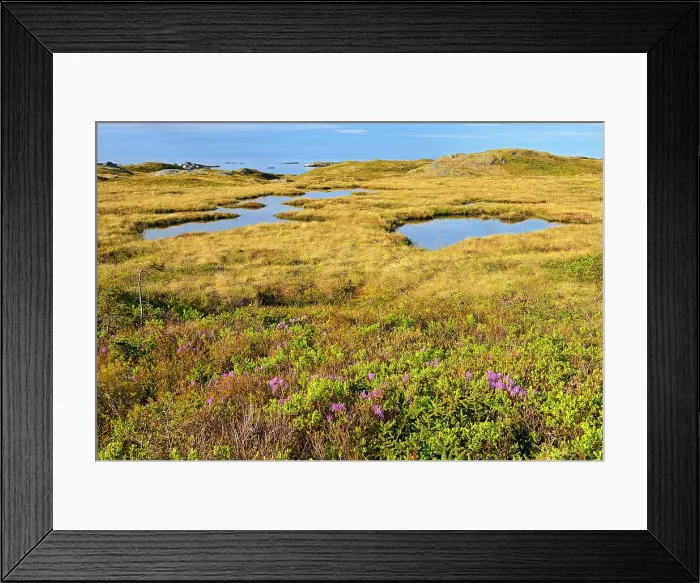 Framed Print : Laurel along the shoreline of the Cabot Strait Iles aux Morts Newfoundland & Labrador Canada