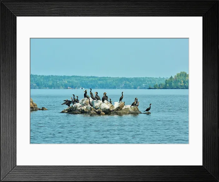 Framed Print : Double-crested cormorant (Phalacrocorax auritus) on an island in the Lake of the Woods Ontario Lake of the Woods District Canada Framed Print : Double-crested cormorant (Phalacrocorax auritus) on an island in the Lake of the Woods Ontario Lake of the Woods District Canada