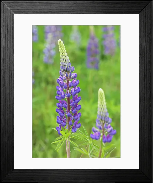 Framed Print : Lupines, Lunenberg, Nova Scotia, Canada Lunenberg Nova Scotia Canada Framed Print : Lupines, Lunenberg, Nova Scotia, Canada Lunenberg Nova Scotia Canada