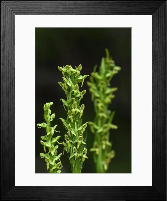 Framed Print : Northern green bog orchid (Platanthera huronensis) Banff National Park, Alberta, Canada Framed Print : Northern green bog orchid (Platanthera huronensis) Banff National Park, Alberta, Canada