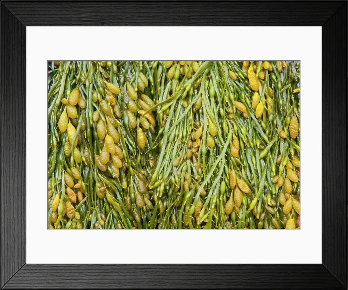 Framed Print : Seaweed (kelp), Cape Hopewell Rocks, New Brunswick, Canada