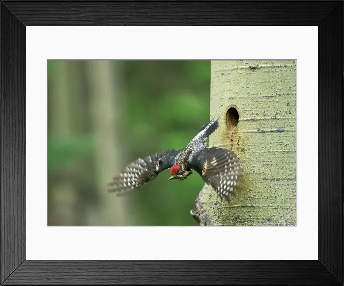 Framed Print : Yellow-bellied sapsucker (Sphyrapicus varius) leaving nest in mature trembling aspen tree (Populus tremuloides). Banff National Park, Alberta, Canada Framed Print : Yellow-bellied sapsucker (Sphyrapicus varius) leaving nest in mature trembling aspen tree (Populus tremuloides). Banff National Park, Alberta, Canada