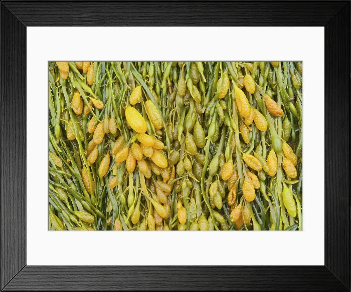 Framed Print : Pattern of seaweed, Hopewell Rocks Provincial Park, New Brunswick, Canada