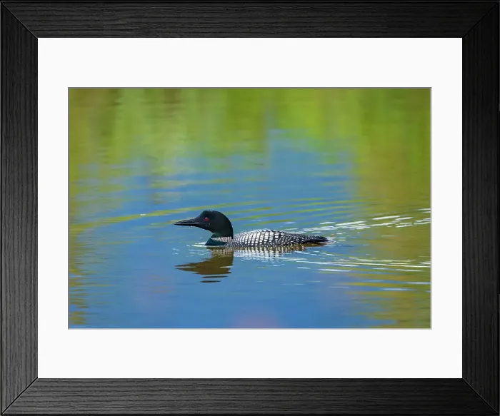 Framed Print : Common loon (Gavia immer) in Vermilion Lakes Banff National Park, Alberta, Canada Framed Print : Common loon (Gavia immer) in Vermilion Lakes Banff National Park, Alberta, Canada