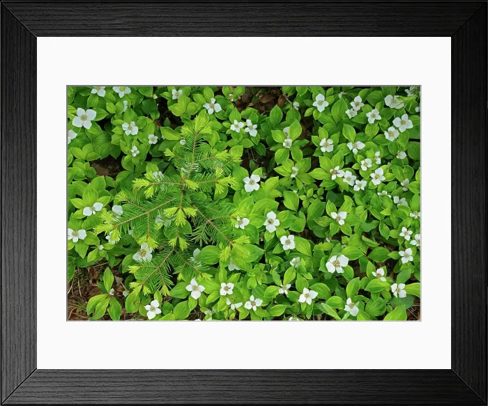 Framed Print : Bunchberries (Cornus canadensis) at edge of boreal forest Petit Lac A Mars Quebec Canada Framed Print : Bunchberries (Cornus canadensis) at edge of boreal forest Petit Lac A Mars Quebec Canada