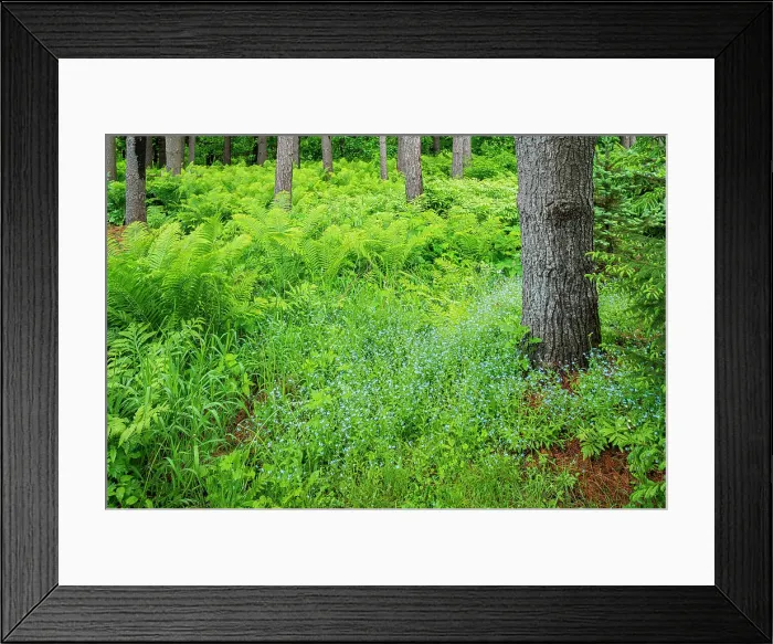 Framed Print : Ferns and woodland forget-me-not Bourget, Ontario, Canada Framed Print : Ferns and woodland forget-me-not Bourget, Ontario, Canada