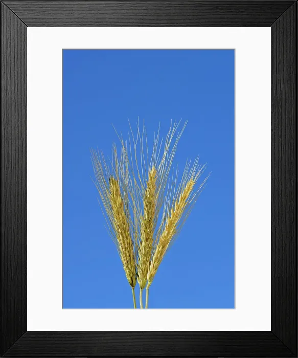 Framed Print : Triticale. Soft wheat Rosenhof, Saskatchewan, Canada Framed Print : Triticale. Soft wheat Rosenhof, Saskatchewan, Canada