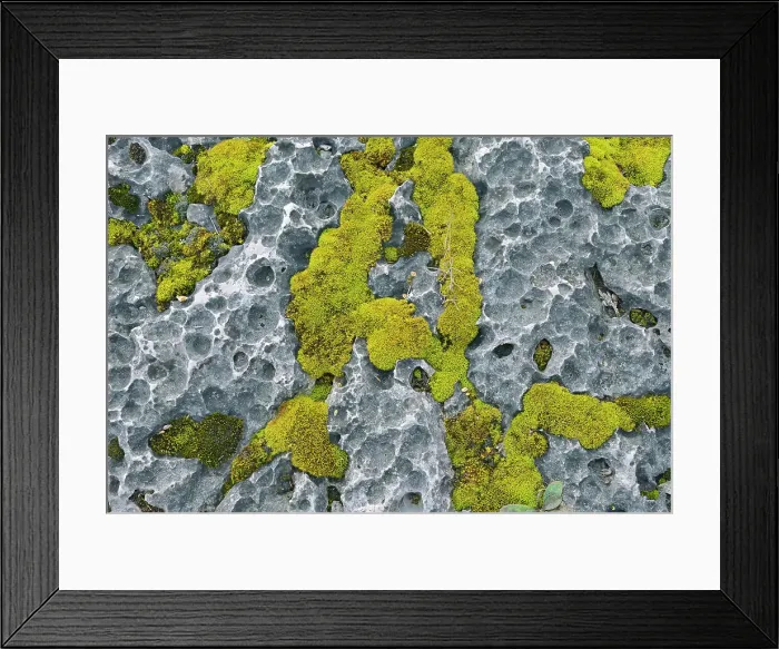 Framed Print : Moss on alvar (limestone) at South Baymouth, Manitoulin Island, Ontario, Canada Framed Print : Moss on alvar (limestone) at South Baymouth, Manitoulin Island, Ontario, Canada