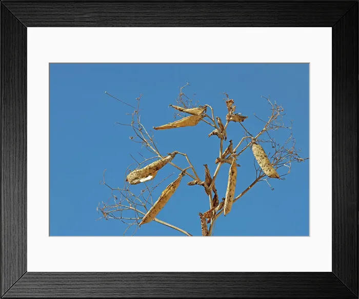 Framed Print : Yellow peas closeup Kyle, Saskatchewan, Canada Framed Print : Yellow peas closeup Kyle, Saskatchewan, Canada