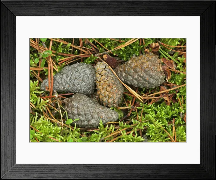 Framed Print : Cones and needles of jack pine tree on bed of moss Fox Creek, Alberta, Canada Framed Print : Cones and needles of jack pine tree on bed of moss Fox Creek, Alberta, Canada