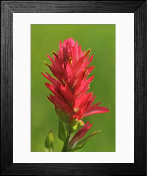 Framed Print : Indian paintbrush (Castilleja coccinea) flower Banff National Park, Alberta, Canada Framed Print : Indian paintbrush (Castilleja coccinea) flower Banff National Park, Alberta, Canada
