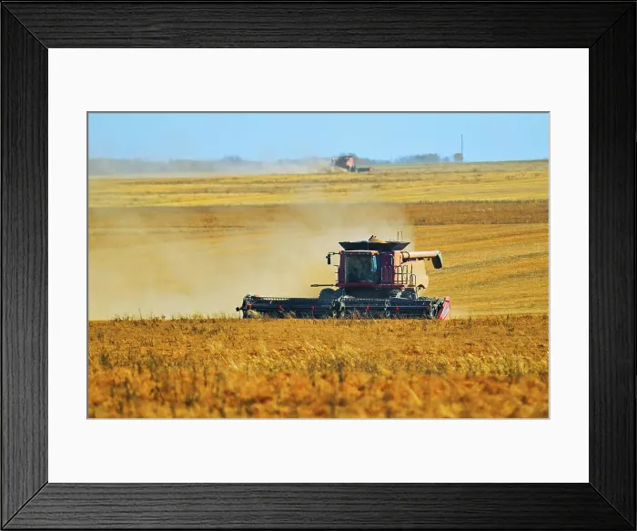 Framed Print : Harvesting lentils with combine. Balcarres, Saskatchewan, Canada Framed Print : Harvesting lentils with combine. Balcarres, Saskatchewan, Canada