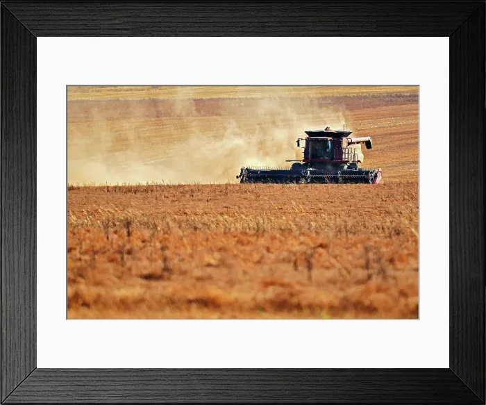 Framed Print : Harvesting lentils with combine. near Abermathy, Saskatchewan, Canada Framed Print : Harvesting lentils with combine. near Abermathy, Saskatchewan, Canada