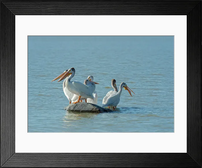Framed Print : American white pelican (Pelecanus erythrorhynchos) in Lake Winnipeg Hecla-Grindstone Provincial Park, Manitoba, Canada Framed Print : American white pelican (Pelecanus erythrorhynchos) in Lake Winnipeg Hecla-Grindstone Provincial Park, Manitoba, Canada