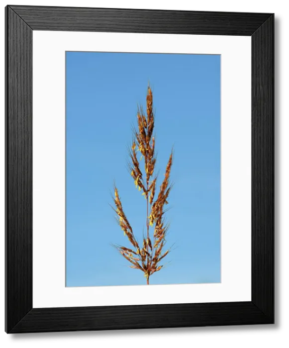 Framed Print : Indian grass (Sorghastrum nutans) in reclaimed prairie Winnipeg, Manitoba, Canada Framed Print : Indian grass (Sorghastrum nutans) in reclaimed prairie Winnipeg, Manitoba, Canada
