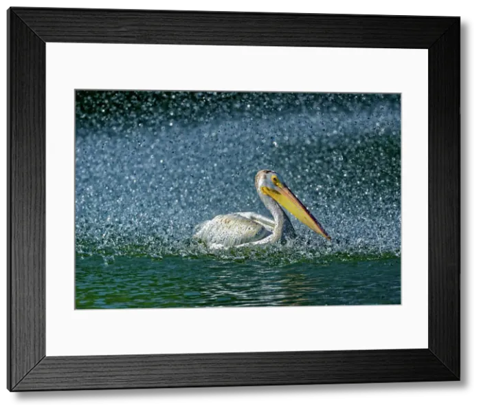 Framed Print : American white pelican (Pelecanus erythrorhynchos) in man-made pond by the fountain Winnipeg, Manitoba, Canada Framed Print : American white pelican (Pelecanus erythrorhynchos) in man-made pond by the fountain Winnipeg, Manitoba, Canada