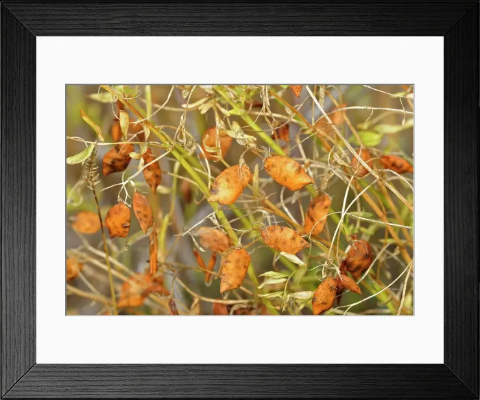 Framed Print : Lentils. Red. Closeup Piapot, Saskatchewan, Canada