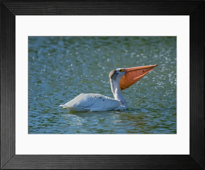 Framed Print : American white pelican (Pelecanus erythrorhynchos) in man-made pond by the fountain Winnipeg, Manitoba, Canada Framed Print : American white pelican (Pelecanus erythrorhynchos) in man-made pond by the fountain Winnipeg, Manitoba, Canada