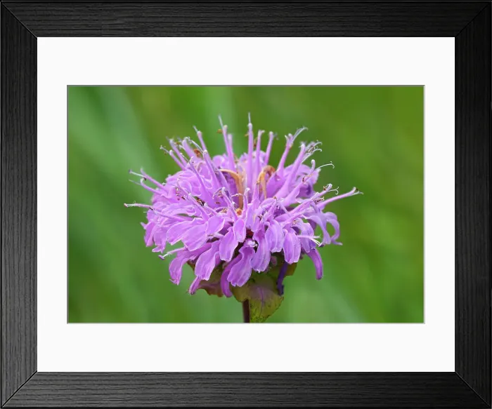 Framed Print : Wild bergamot (Monarda fistulosa) flowers Winnipeg, Manitoba, Canada Framed Print : Wild bergamot (Monarda fistulosa) flowers Winnipeg, Manitoba, Canada