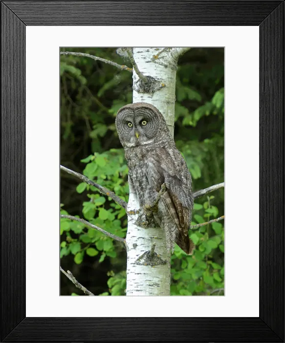 Framed Print : Great gray owl in large aspen tree Riding Mountain National Park, Manitoba, Canada