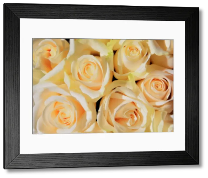 Framed Print : White rose. (Rosa sp). Horticulture variety). Winnipeg, Manitoba, Canada