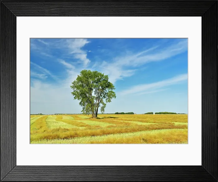 Framed Print : Cottonwood and canola Dugald, Manitoba, Canada Framed Print : Cottonwood and canola Dugald, Manitoba, Canada